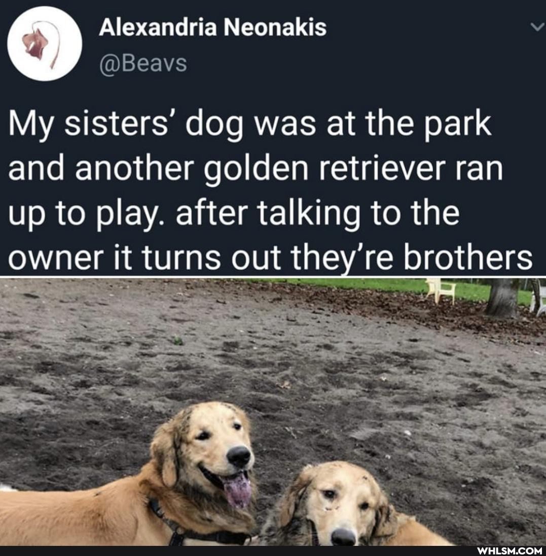 Alexandria Neonakis
My sisters' dog was at the park and another golden retriever ran up to play. after talking to the owner it turns out they re brothers