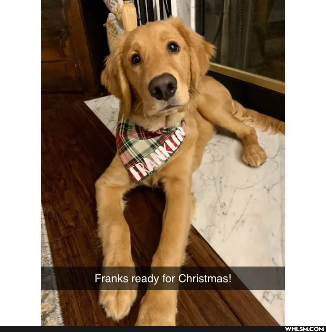 Franks ready for Christmas!
