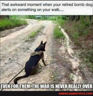 That awkward moment when your retired bomb dog alerts on something on your wall
EVEN, NEVER REALLY OVER