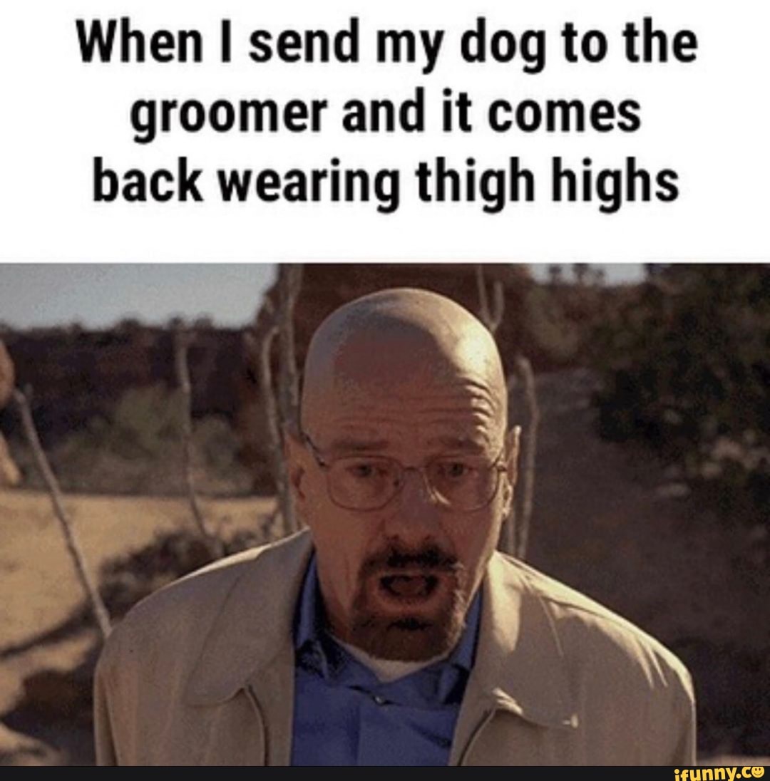 When I send my dog to the groomer and it comes back wearing thigh highs