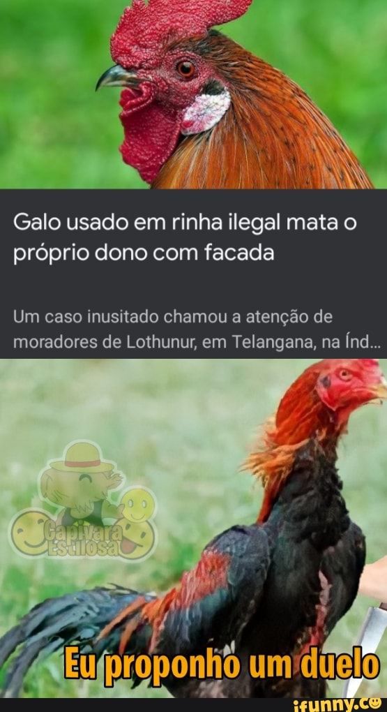 * 4 ANO
Galo usado em rinha ilegal mata o próprio dono com facada
Um caso inusitado chamou a atenção de moradores de Lothunur, em Telangana, na Índ...