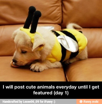 I will post cute animals everyday until I get
featured (day 1) - I will post cute animals everyday until I get featured (day 1)