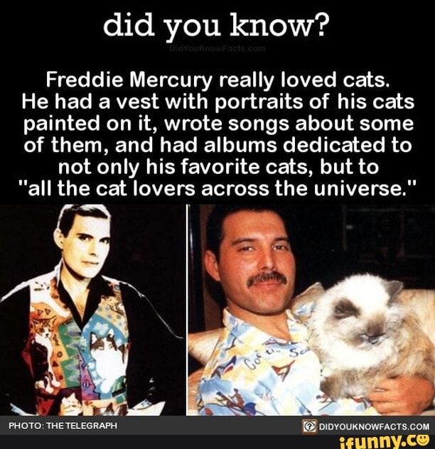 did-you-know-freddie-mercury-really-loved-cats-he-had-a-vest-with