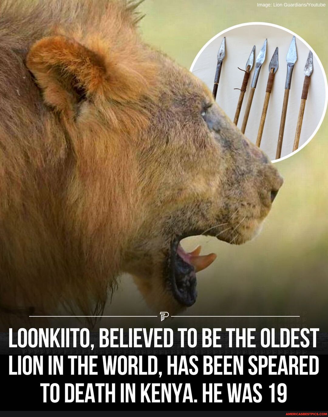 A Male Lion, Believed To Be One Of The World's Oldest, Has Died After ...