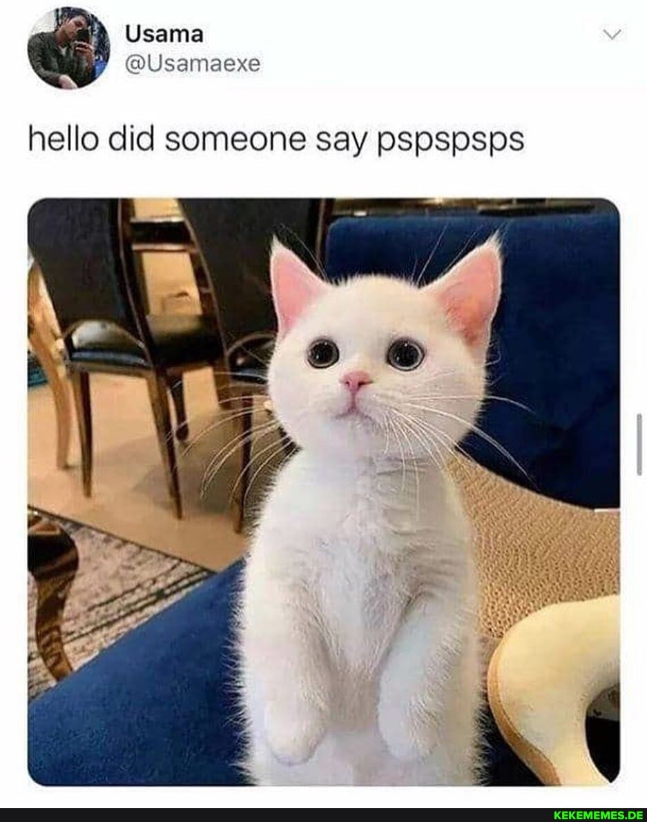 hello did someone say pspspsps