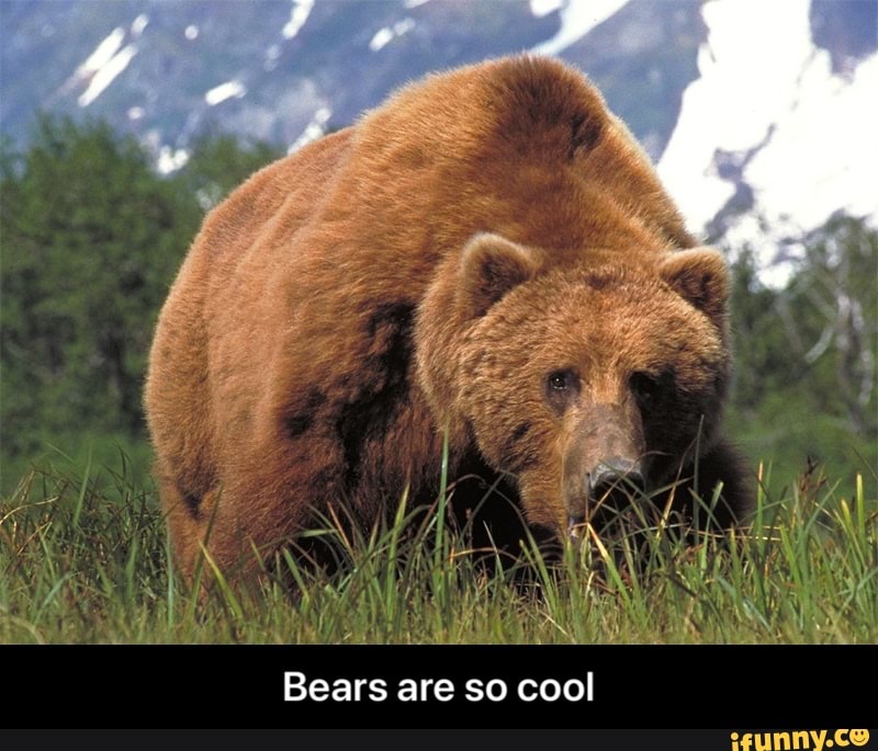 Bears are so cool - Bears are so cool