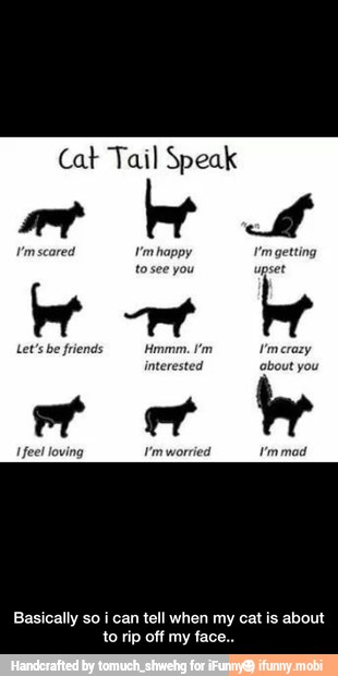 Cat Tail Speak
Basically so i can tell when my cat is about
to rip off my face.. - Basically so i can tell when my cat is about to rip off my face..