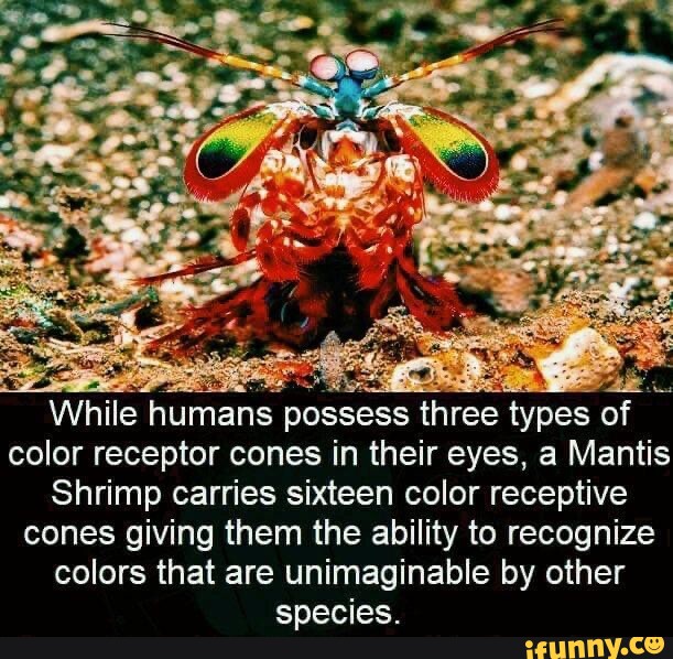 While humans possess three types of color receptor cones in their eyes, a Mantis Shrimp carries