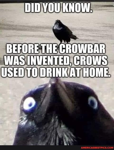 DID YOU KNOW.
BEFORE THE CROWBAR WAS INVENTED, CROWS USED DRINK AT HOME.