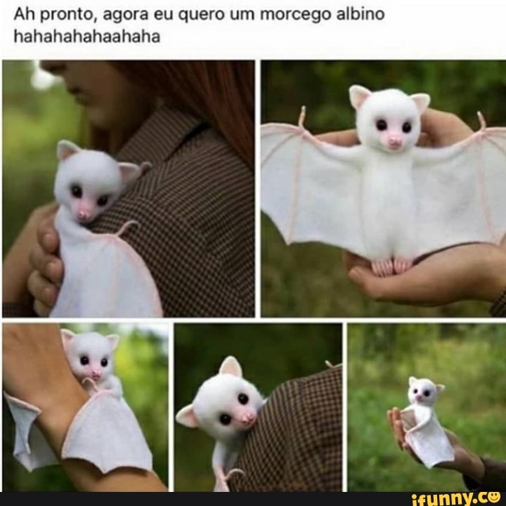 Ah pronto, agora eu quero um morcego albino
hahahahahaahaha