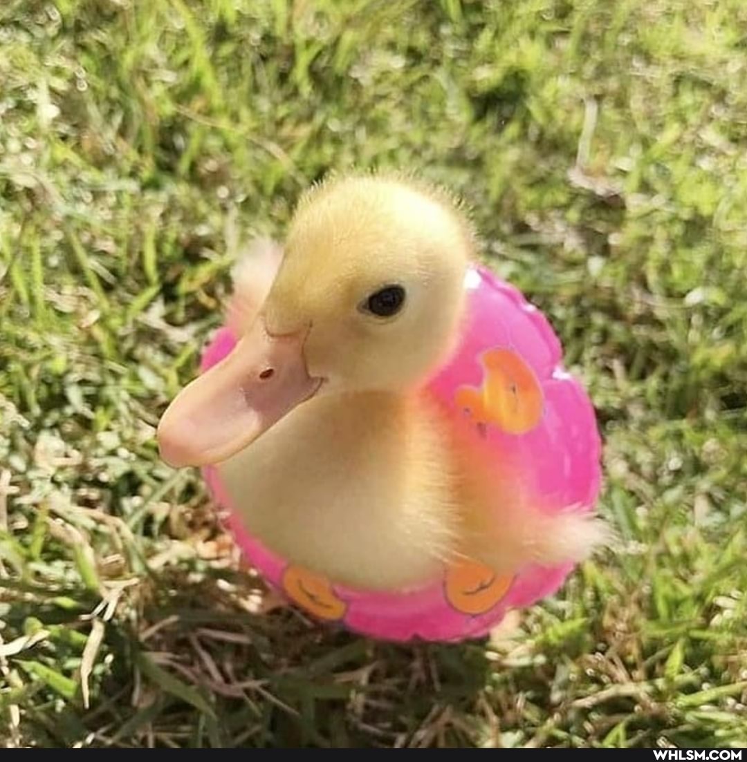aww, baby_animals, duck, ducklings