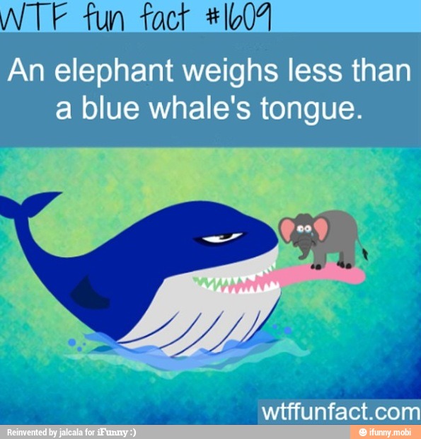 TE fun fact *Ib07 An elephant weighs less than a blue whale's tongue