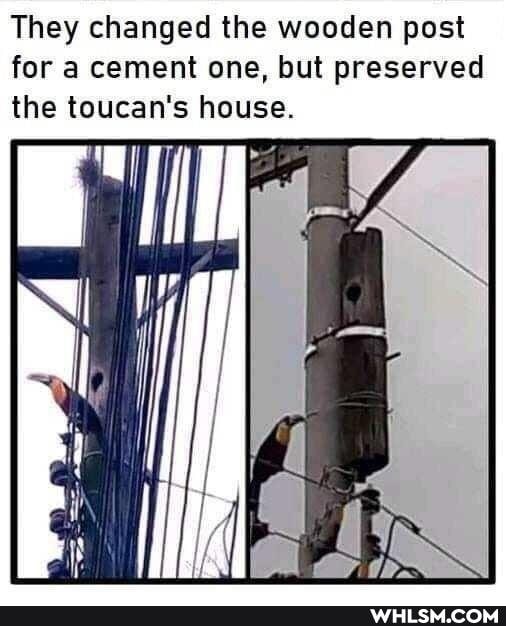 They changed the wooden post for a cement one, but preserved the toucan's house.
Ni