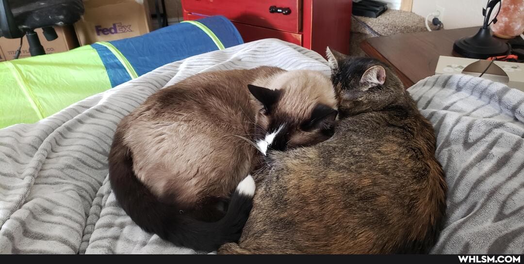cats, snugglebugs