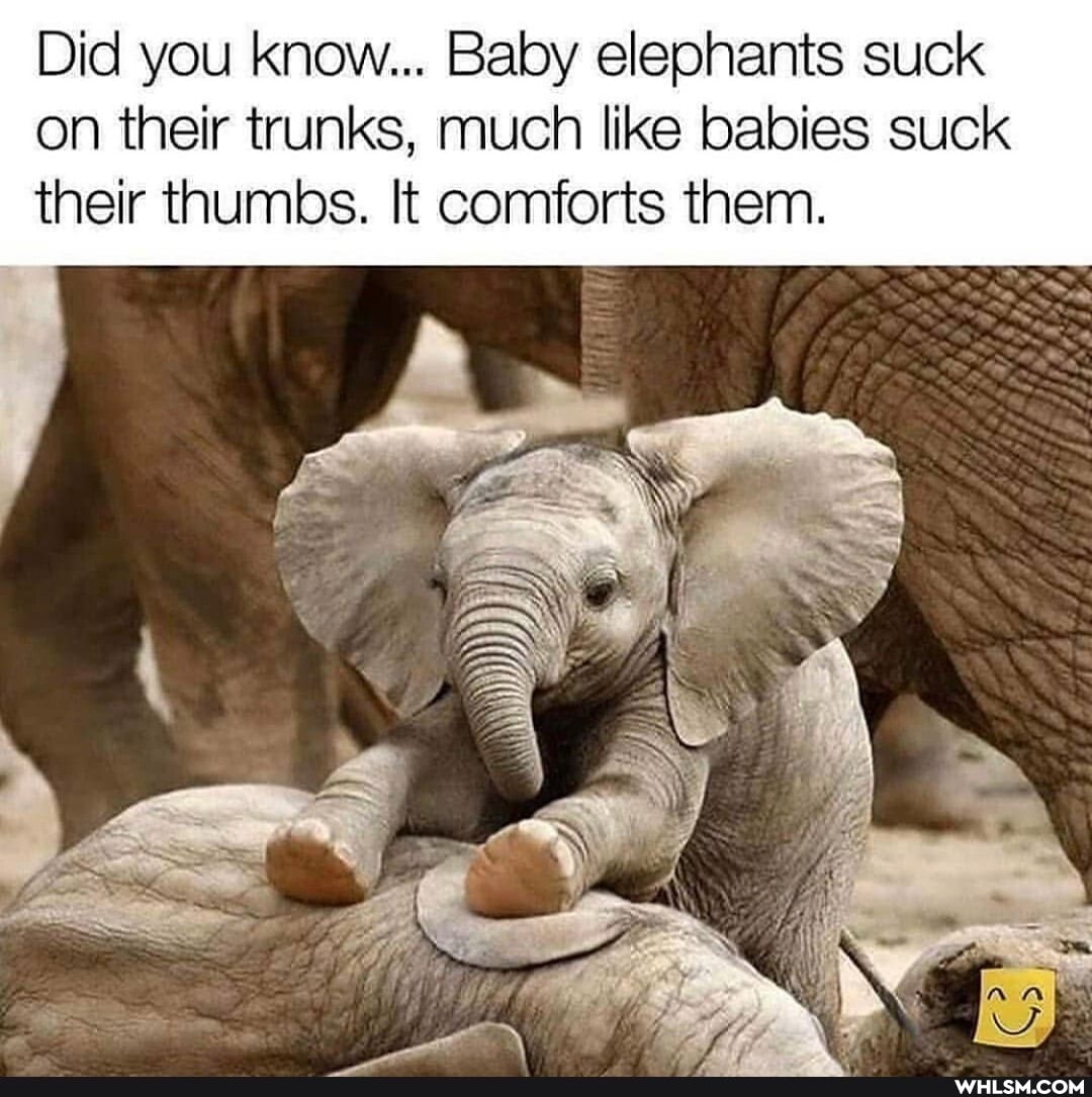 Did you know... Baby elephants suck on their trunks, much like babies suck their thumbs. It comforts them.