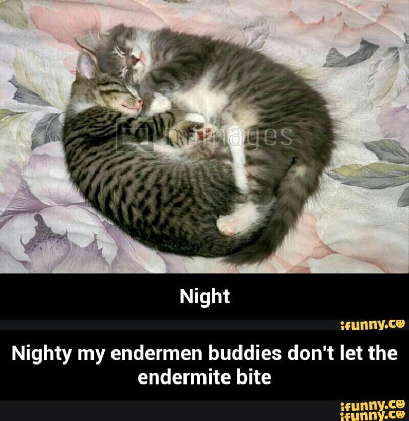 Nighty My Endermen Buddies Don T Let The Endermite Bite Ifunny