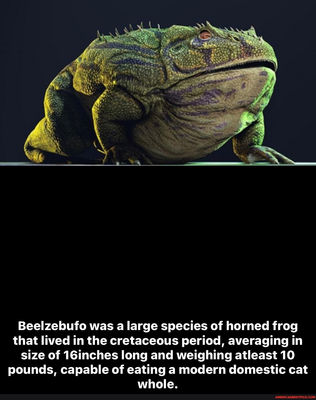 Beelzebufo was a large species of horned frog that lived in the ...