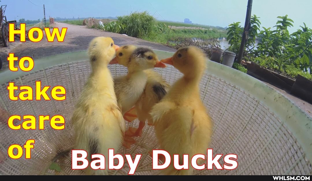 Baby Ducks