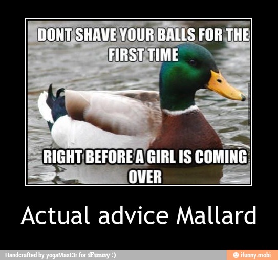 Actual advice Mallard - Actual advice Mallard