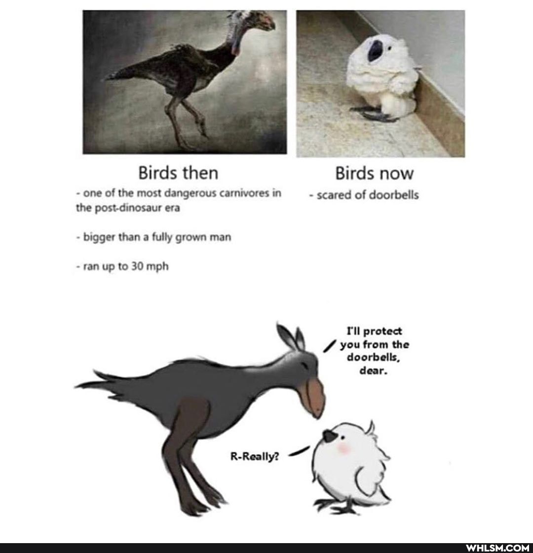 Birds then Birds now
one of the most dangerous carnivores in scared of doorbells the post-dinosaur era
bigger than a fully grown man
ran up to 30 mph
T'll protect you from the doorbells, dear.