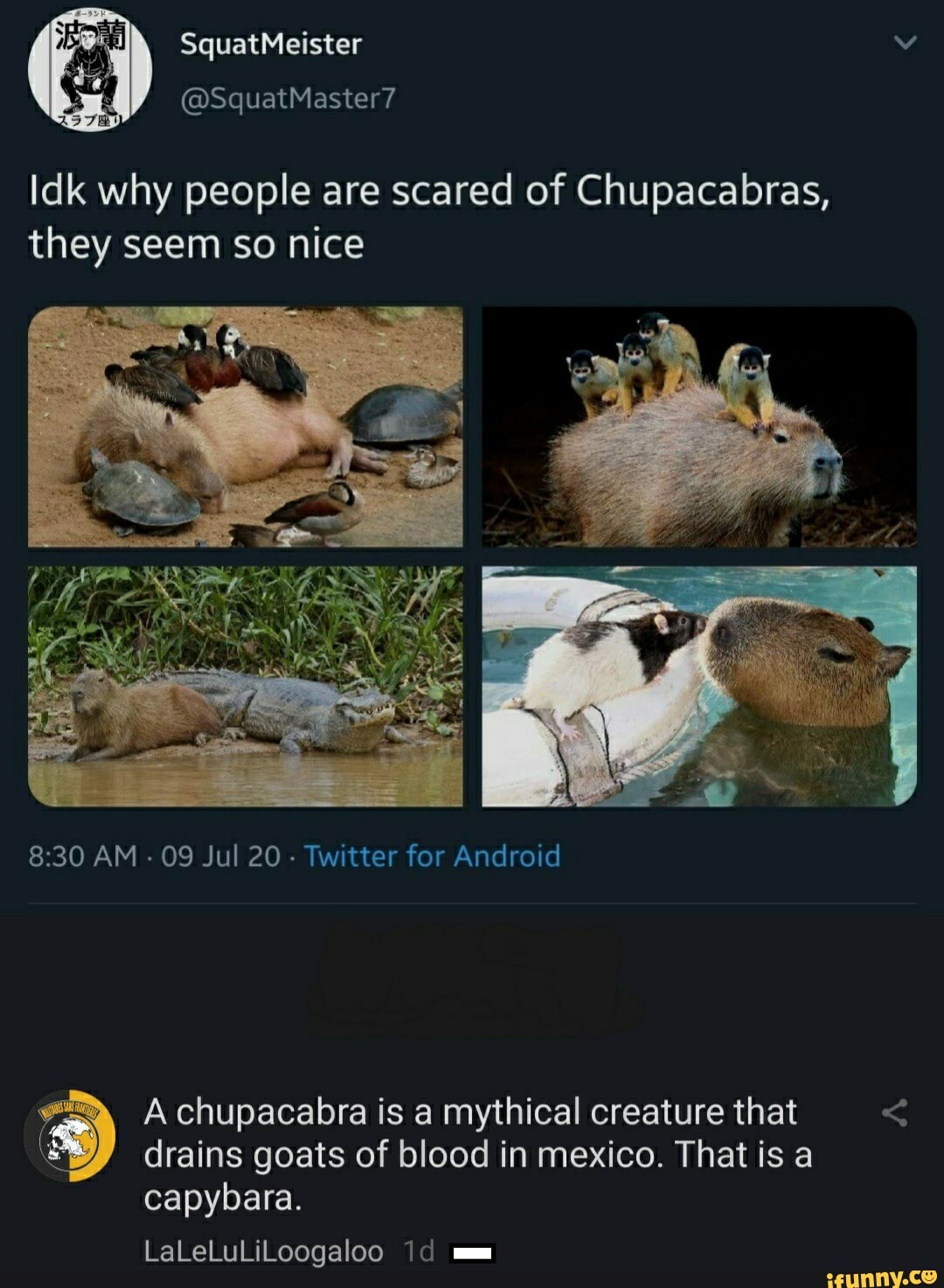Idk why people are scared of Chupacabras,
they seem so nice
8:30 AM
09 Jul 20
Twitter for Android
"Y Achupacabra is a mythical creature that drains goats of blood in mexico. That is a
capybara.