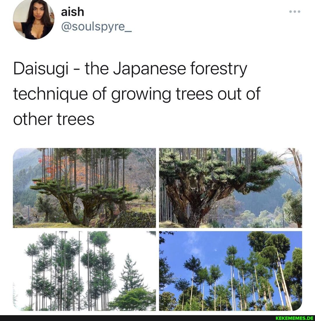 @soulspyre_
Daisugi - the Japanese forestry technique of growing trees out of other trees