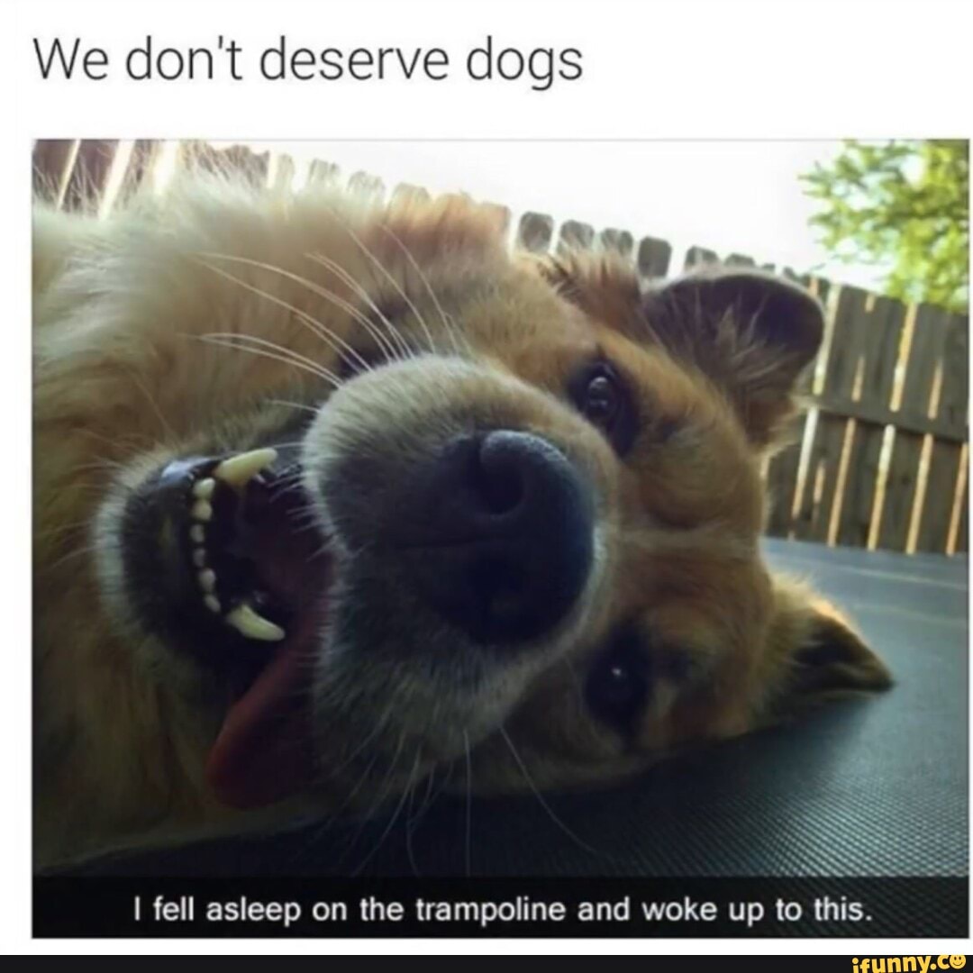 #memes #meme #snapchat #dogs #dog - We don't deserve dogs SS I fell ...