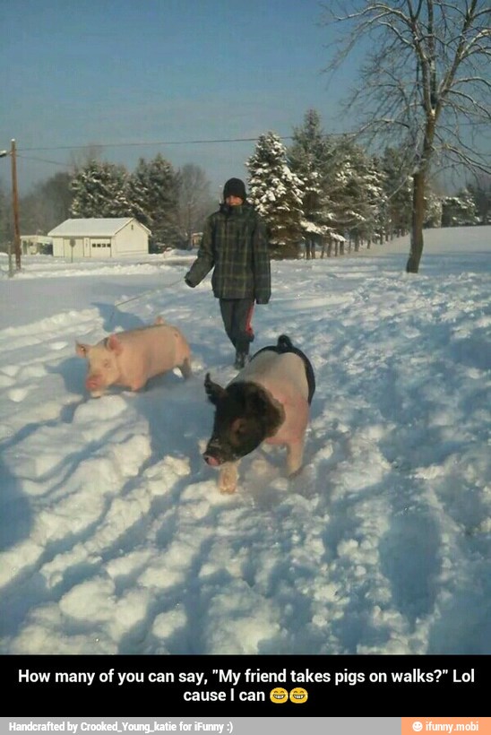 PA
How many
of you can say, "My friend takes pigs on
walks?" Lol
cause I can@@ - How many of you can say, "My friend takes pigs on walks?" Lol cause I can ππ