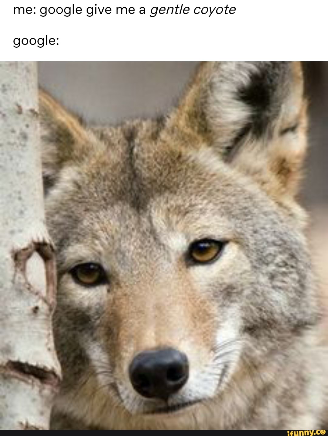 me: google give me a gentle coyote
google: