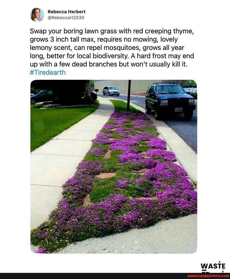 Swap your boring lawn grass with red creeping thyme, grows 3 inch tall