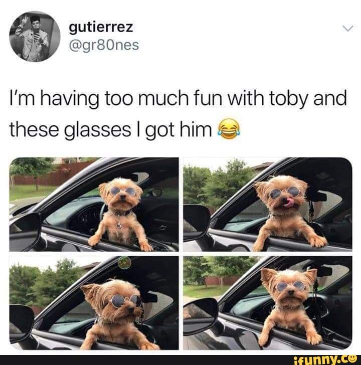 Gutierrez I'm having too much fun with toby and these glasses I got him ...