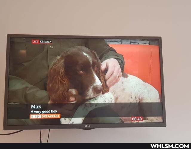 Max
Avery good boy