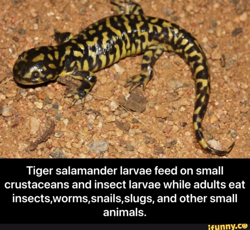 Tiger salamander larvae feed on small crustaceans and insect larvae