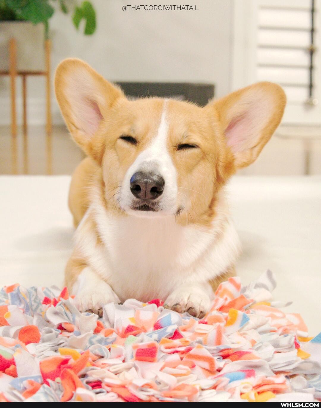 SYHATCORGNAITHATAIL
DA