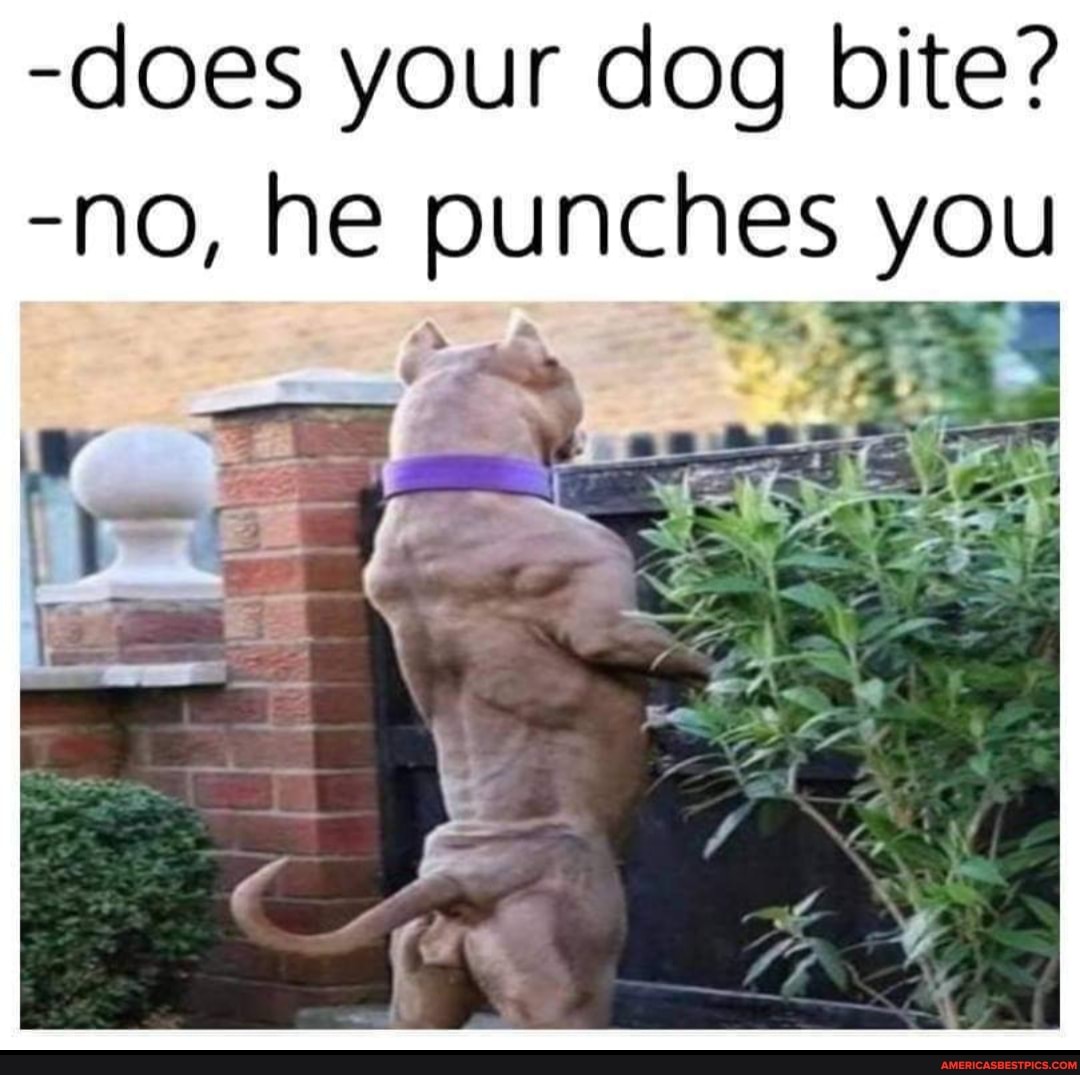 -does your dog bite?
-no, he punches you