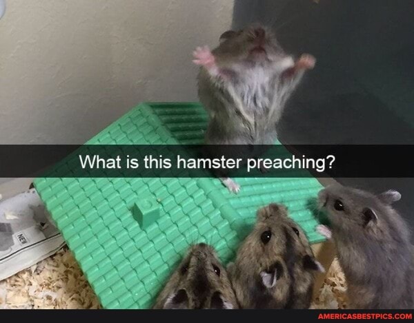 What is this hamster preaching?