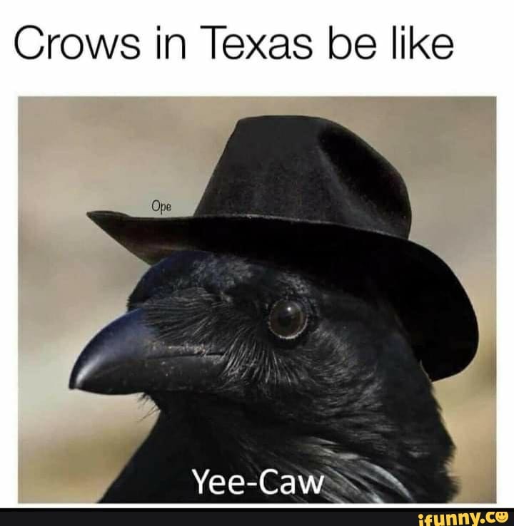 Crows in Texas be like
Yee-Caw.