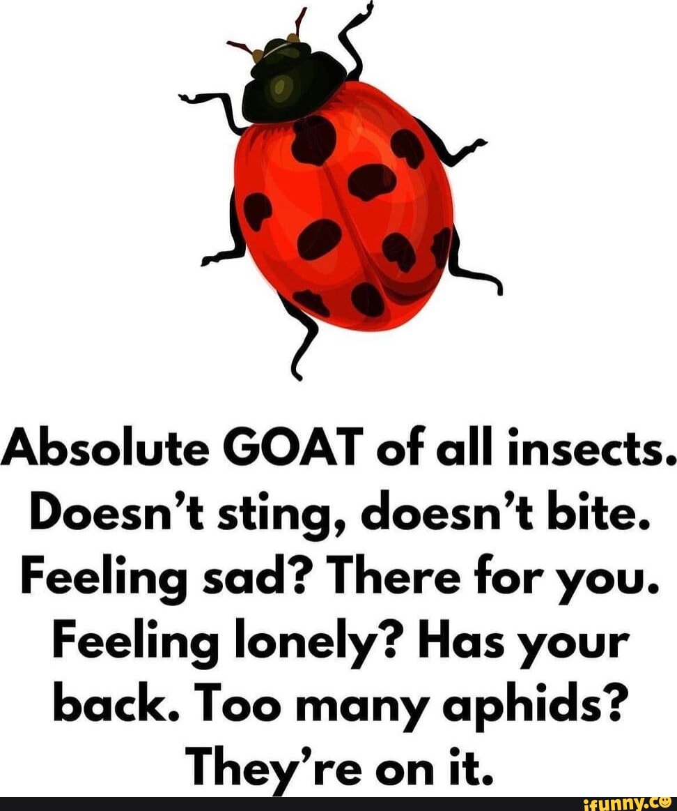 Absolute GOAT of all insects. Doesn't sting, doesn't bite. Feeling sad