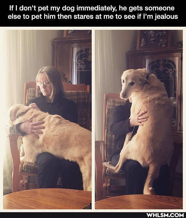 If don't pet my dog immediately, he gets someone else to pet him then stares at me to see if I'm jealous