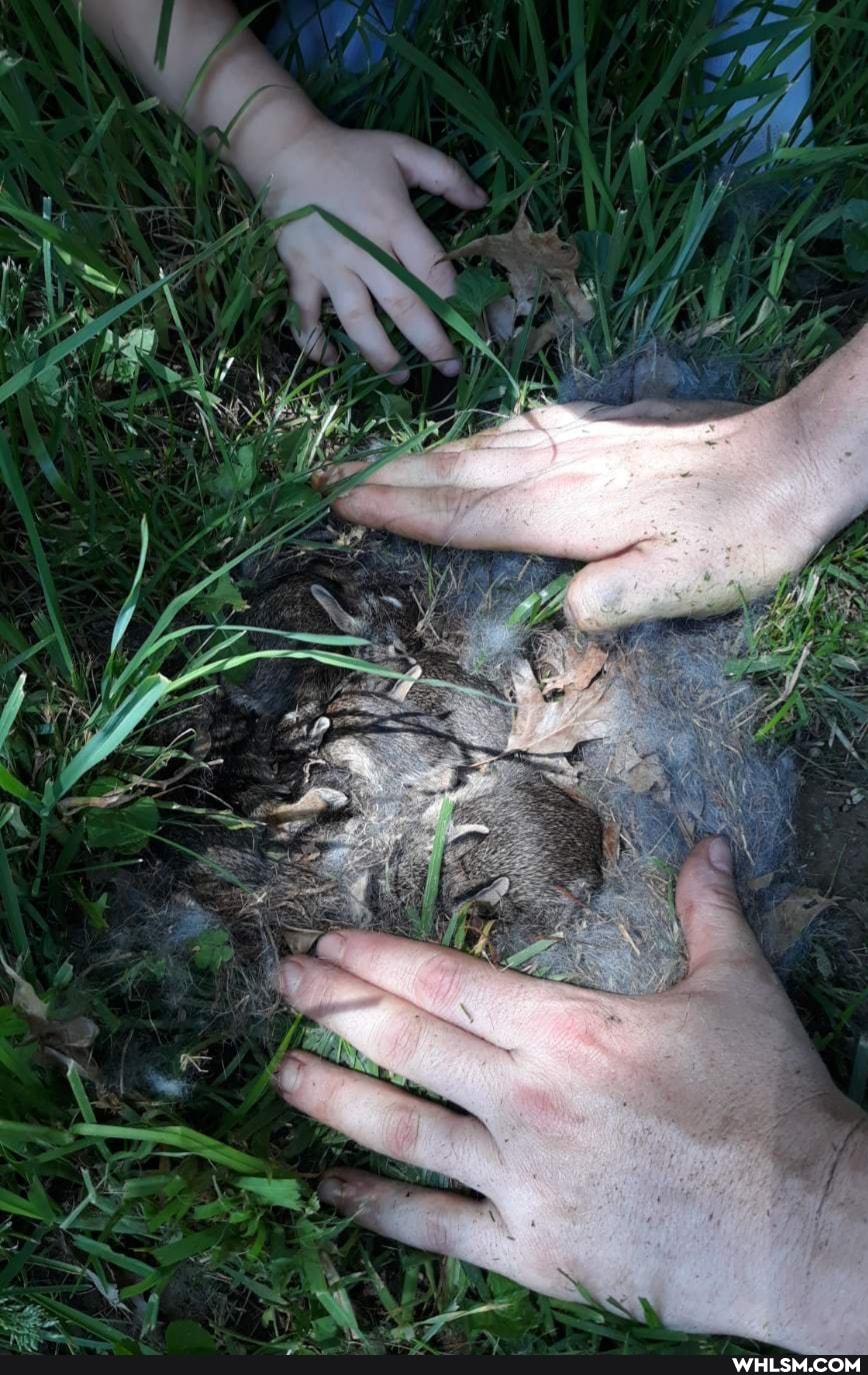 mildly_interesting, nature, baby_animals