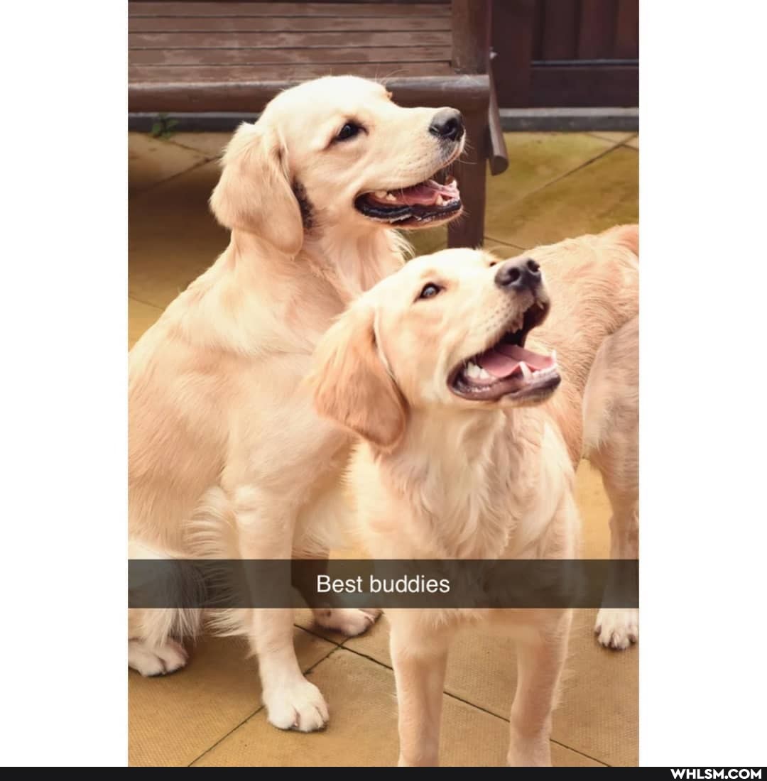 Best buddies