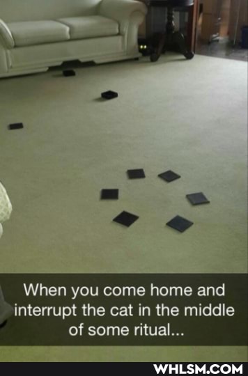 When you come home and interrupt the cat in the middle of some ritual...
