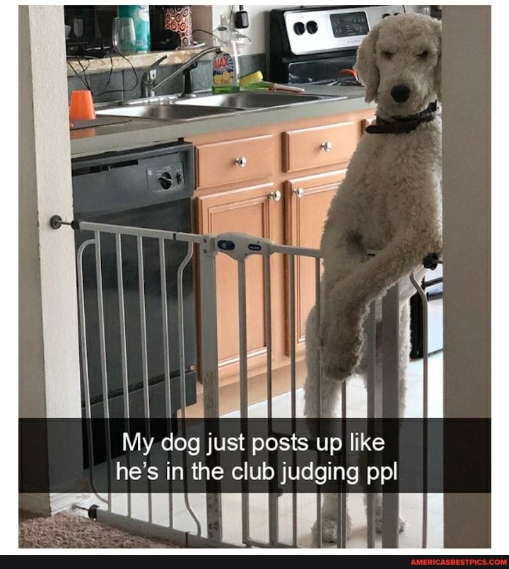 My. dog just posts up like he's in the club judging pp!