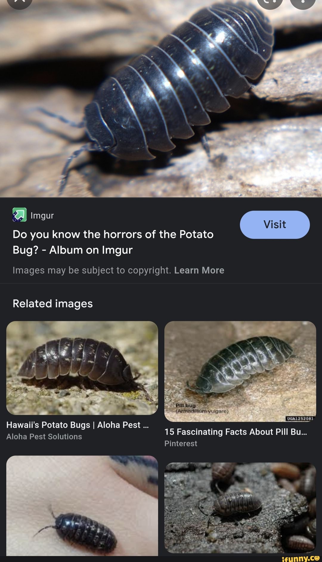 I Imgur Visit Do You Know The Horrors Of The Potato Bug Album On Imgur Images May Be Subject