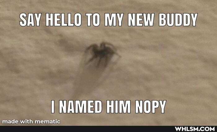 SAY HELLO TO MY NEW BUDDY
NAMED HIM NOPY