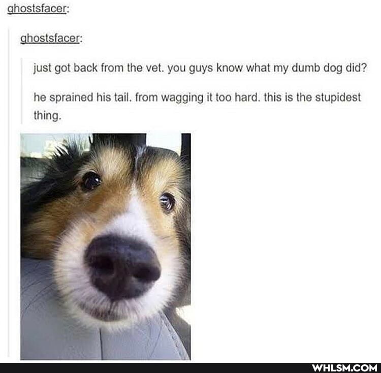 ghostsfacer: ghostsfacer:
just got back from the vet. you guys know what my dumb dog did?
he sprained his tail. from wagging it too hard. this is the stupidest thing.
