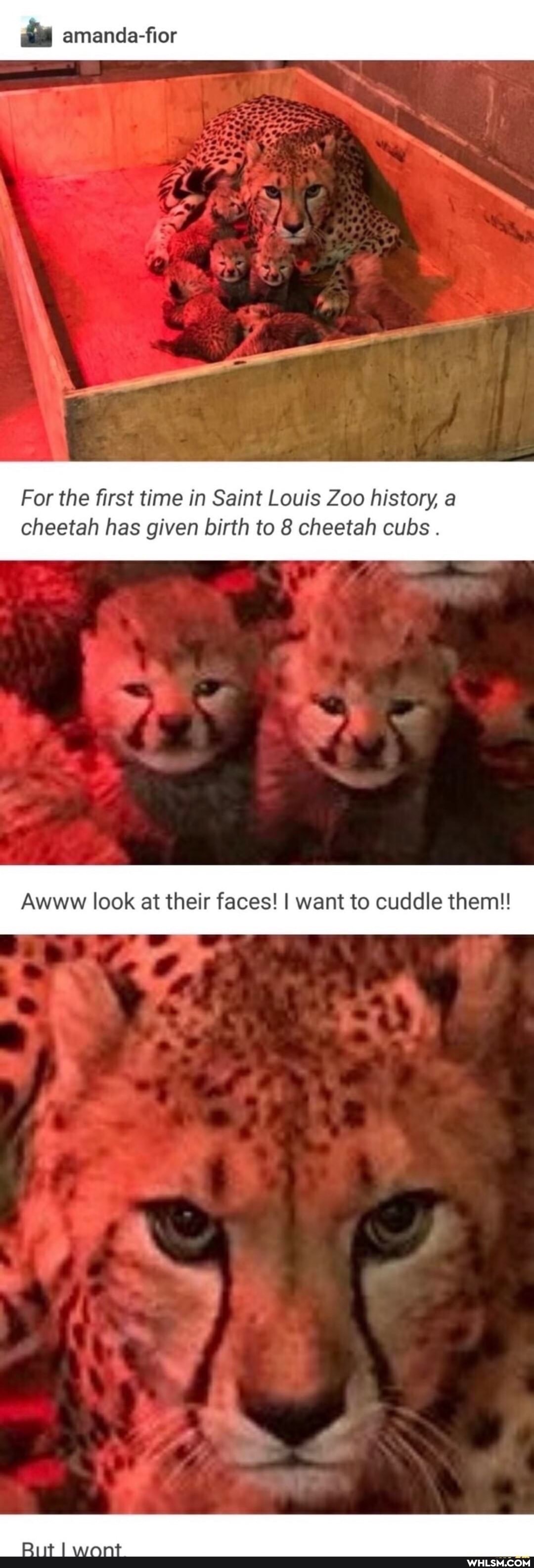 amanda-fior
For the first time in Saint Louis Zoo history, a
cheetah has given birth to 8 cheetah cubs
Awww look at their faces! I want to cuddle them!!