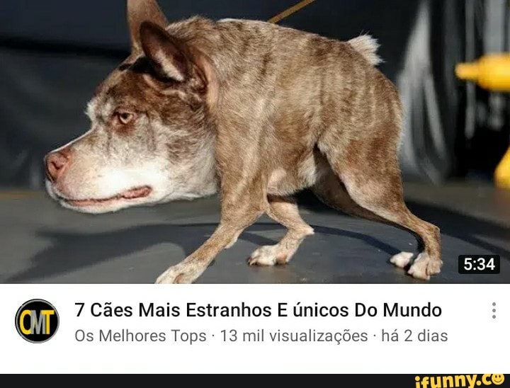 7 Cães Mais Estranhos E únicos Do Mundo
Os Melhores Tops 13 mil visualizações há 2 dias