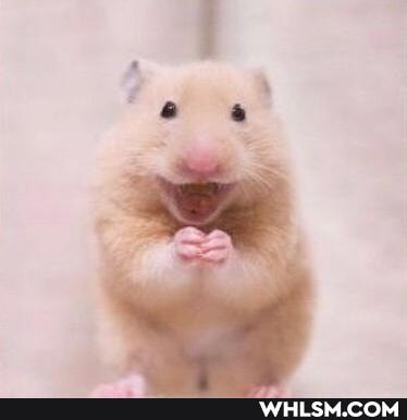 aww, hamster