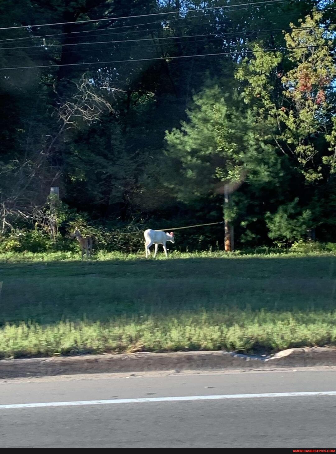 saw, albino, deer, day
